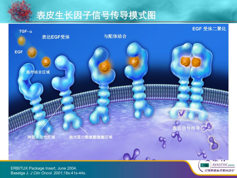 【2019年整理】安维汀：唯一治疗mCRC疗效不受KRAS状态影响的靶向药物PPT_第3页