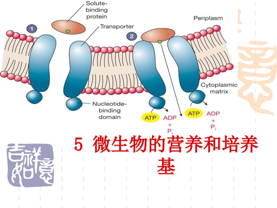 微生物的营养和培养基_第1页