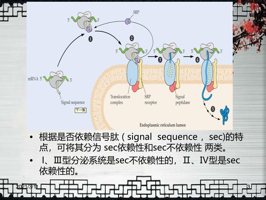 细菌Ⅲ型分泌系统_第3页