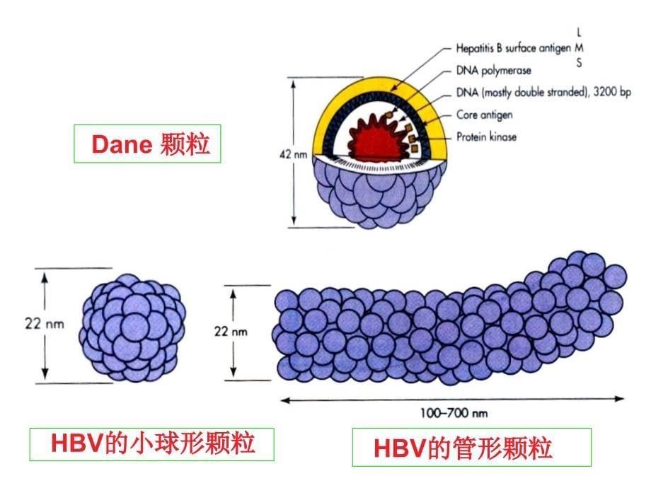 乙肝病毒化验单及预防治疗文档资料_第5页