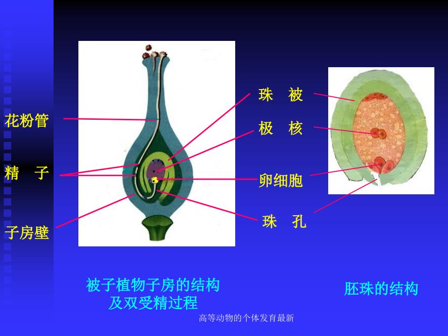 高等动物的个体发育最新课件_第2页