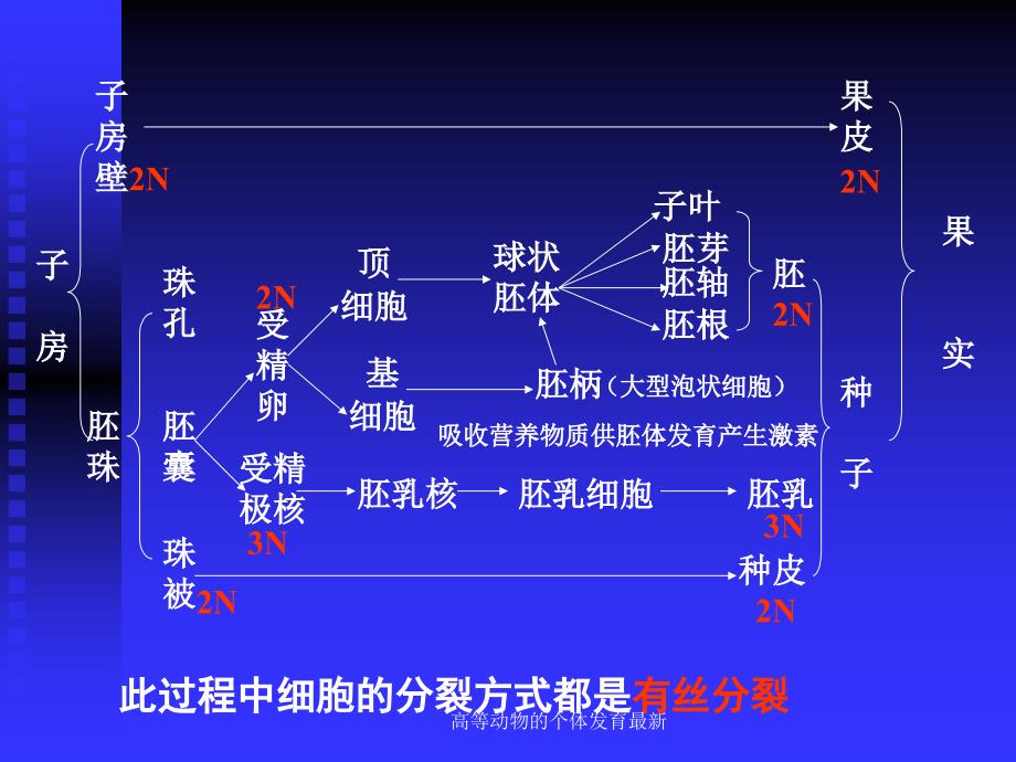 高等动物的个体发育最新课件_第4页