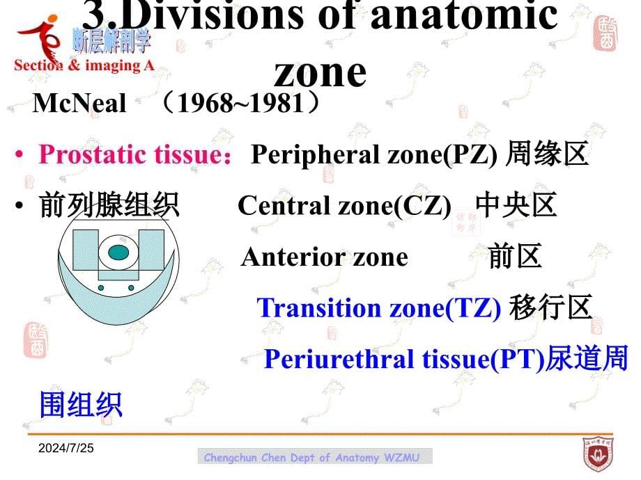 断层影像解剖学：2011-s-sectional anatomy of prostate_第5页