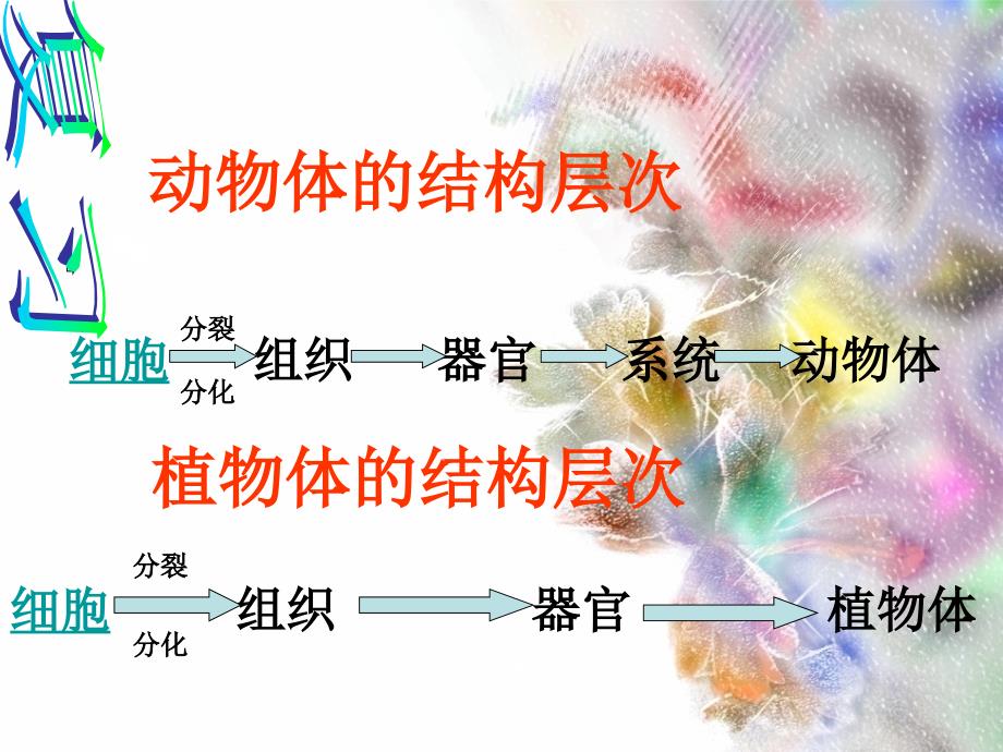 七年级生物《单细胞生物》课件_第1页