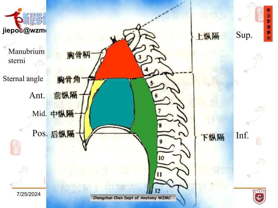 《局部解剖学》教学课件：ATS 胸部断层解剖学研究进展_第5页