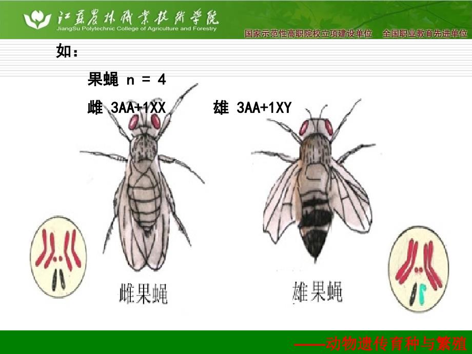 遗传三大定律(传统)_第4页