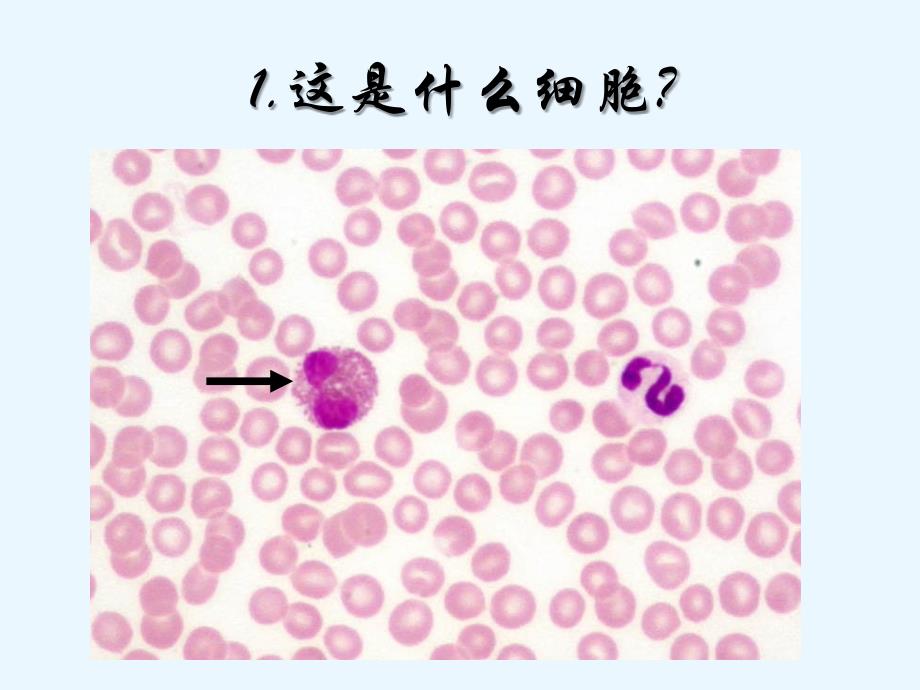 组织学与胚胎学考试课件：04级七年2_第2页