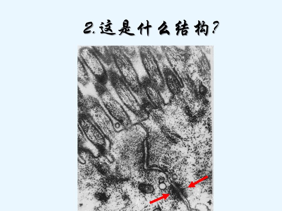 组织学与胚胎学考试课件：04级七年2_第3页