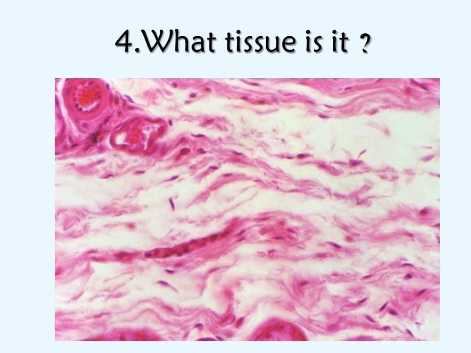 组织学与胚胎学考试课件：04级七年2_第5页