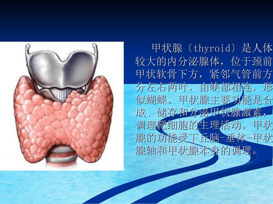 核医学甲状腺功能显像ppt课件_第2页