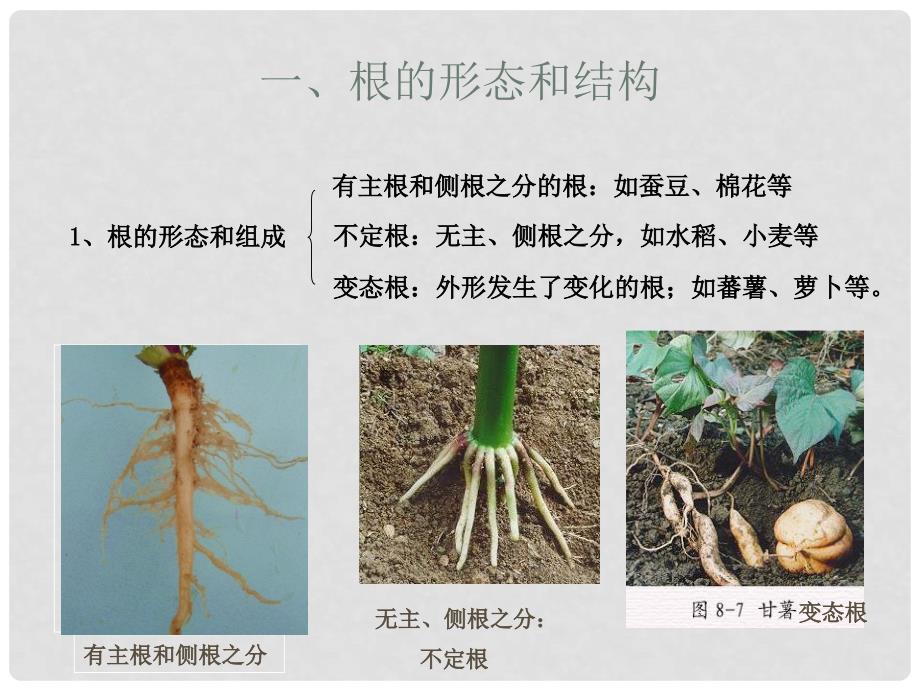 八年级科学下册 第六单元 根的形态和结构课件 华师大版_第4页