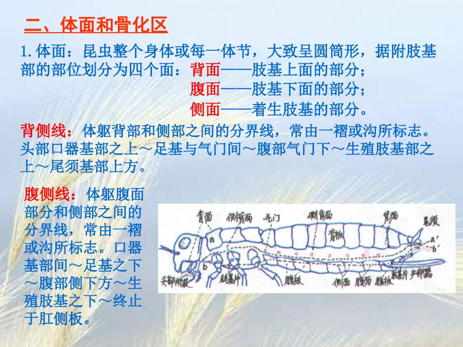 第一章昆虫体躯的构造_第4页