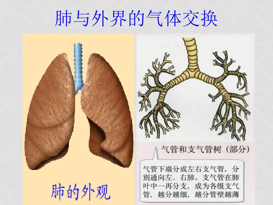 七年级生物下册：第四单元第三章第二节发生在肺内的气体交换3课件 人教版_第2页