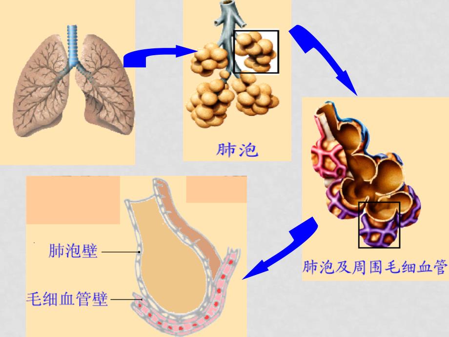 七年级生物下册：第四单元第三章第二节发生在肺内的气体交换3课件 人教版_第3页