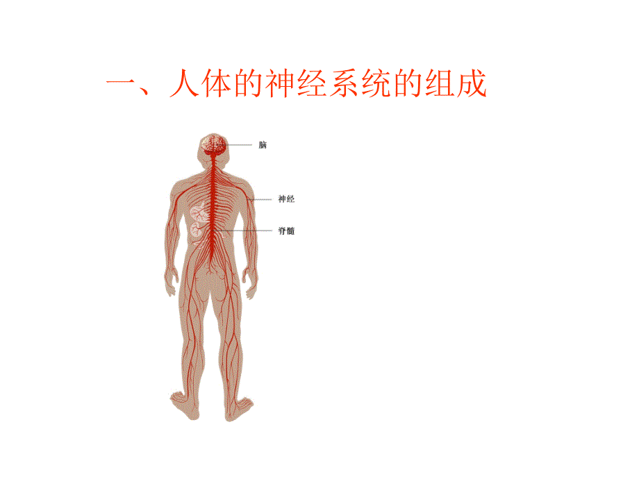 生命活动的调节_第3页