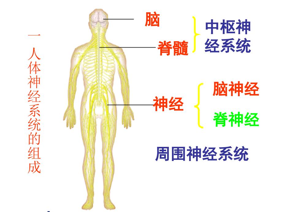 生命活动的调节_第4页