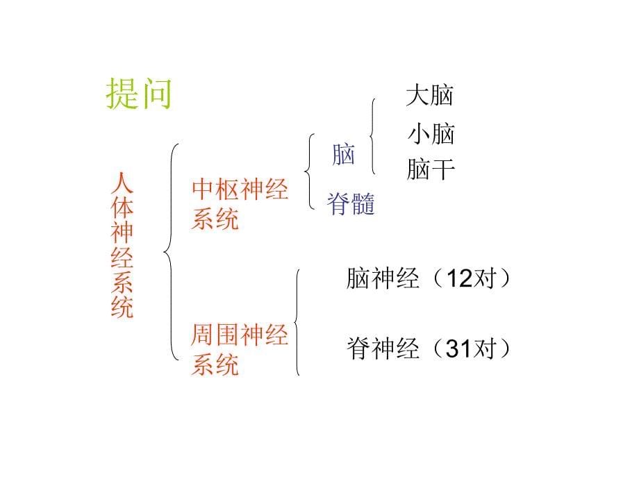 生命活动的调节_第5页