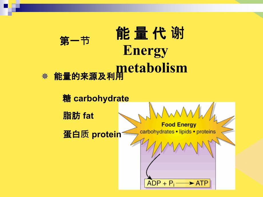 动物生理学能量代谢与体温调节2022优秀课件_第2页