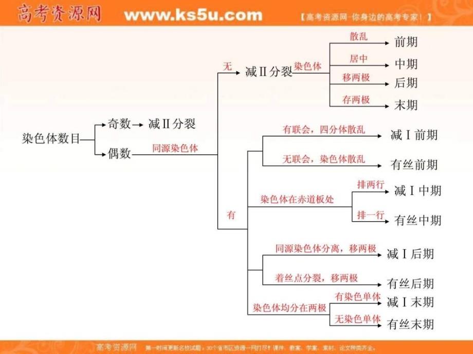 云南省新课标高考备考复习研讨会生物有丝分裂....ppt_第4页