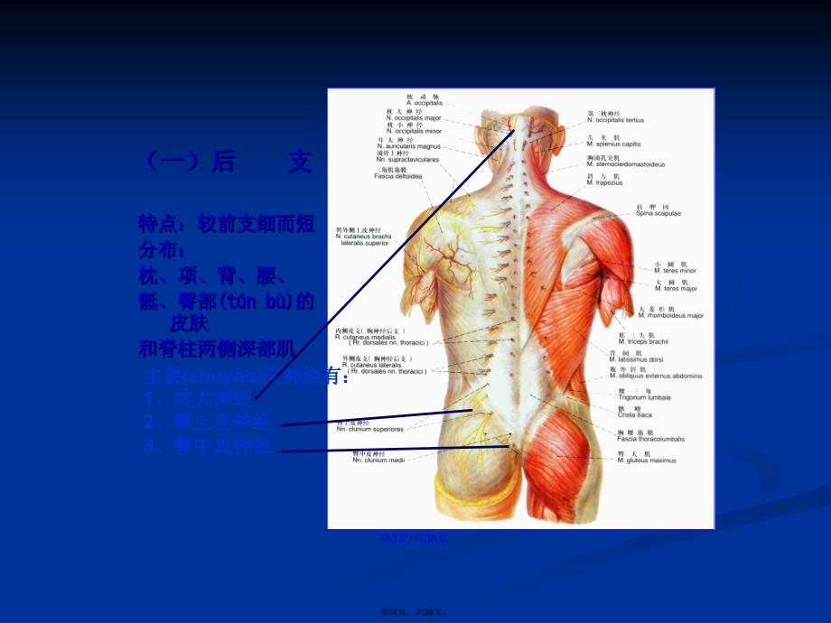 对脊神经走形与支配学习教案_第4页