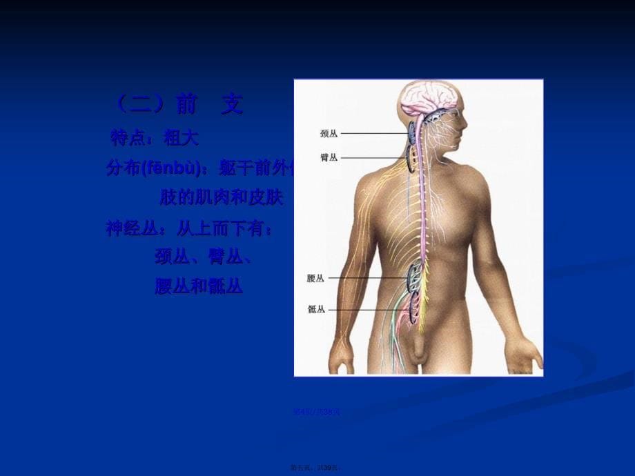 对脊神经走形与支配学习教案_第5页