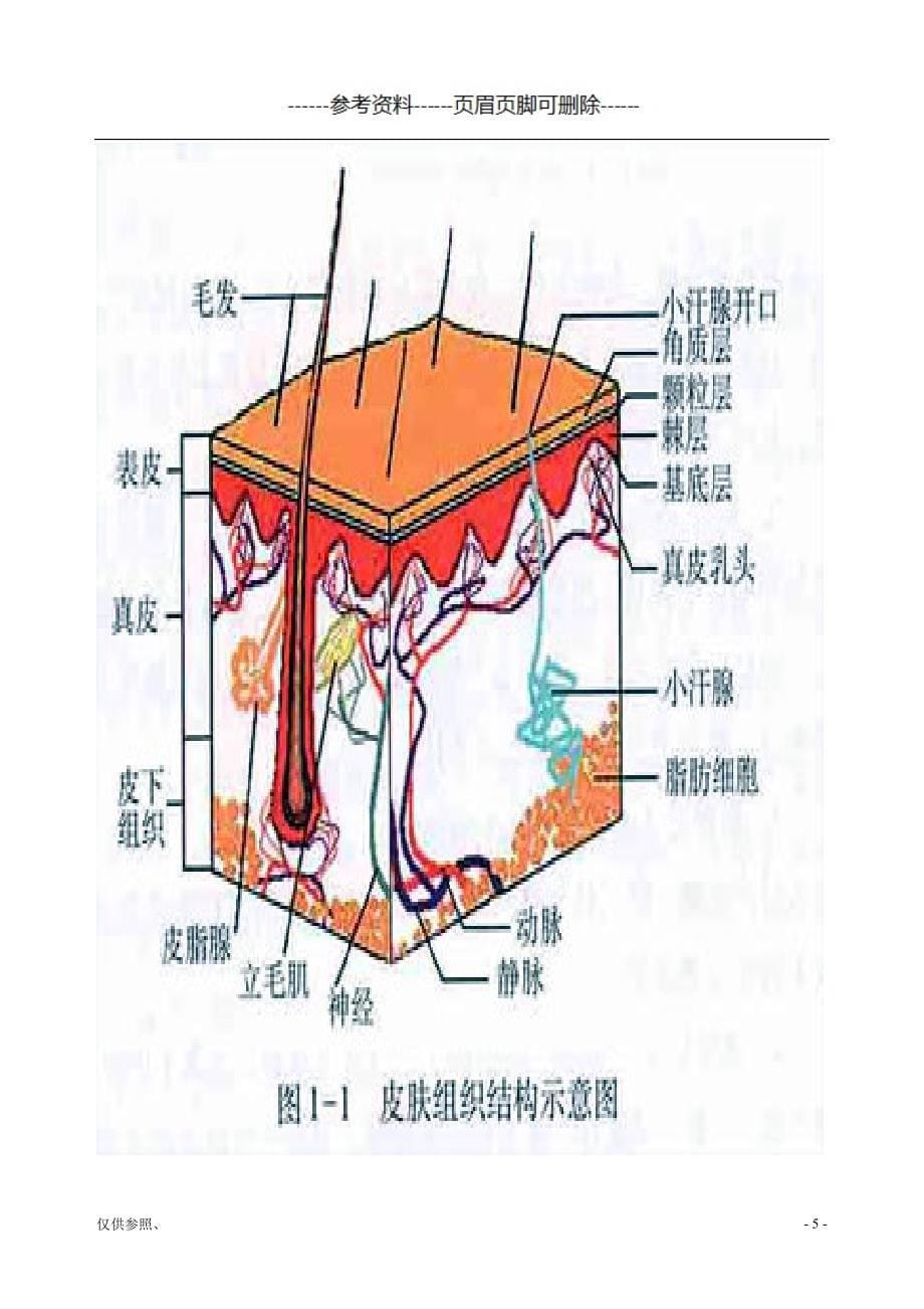 皮肤生理学(全面美容院)[参照材料]_第5页