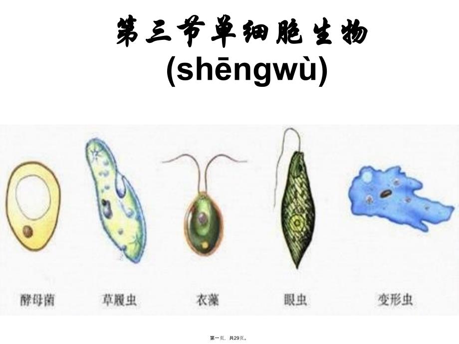 七年级生物单细胞生物学习资料_第1页