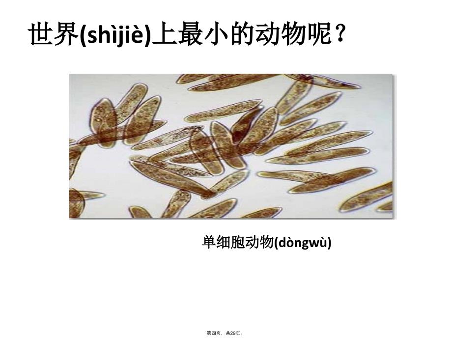 七年级生物单细胞生物学习资料_第4页