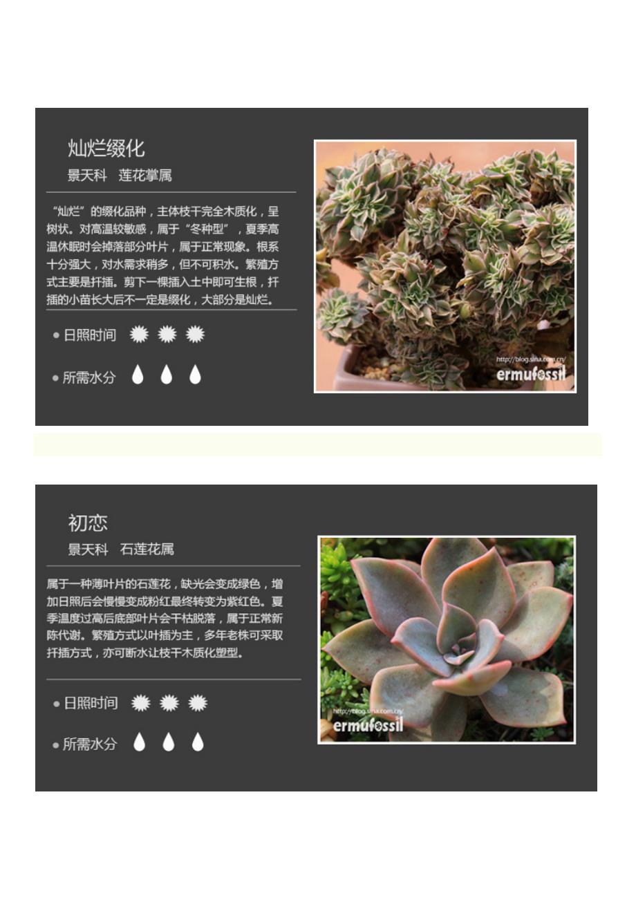 100种常见多肉植物图鉴作者二木本人整理_第4页