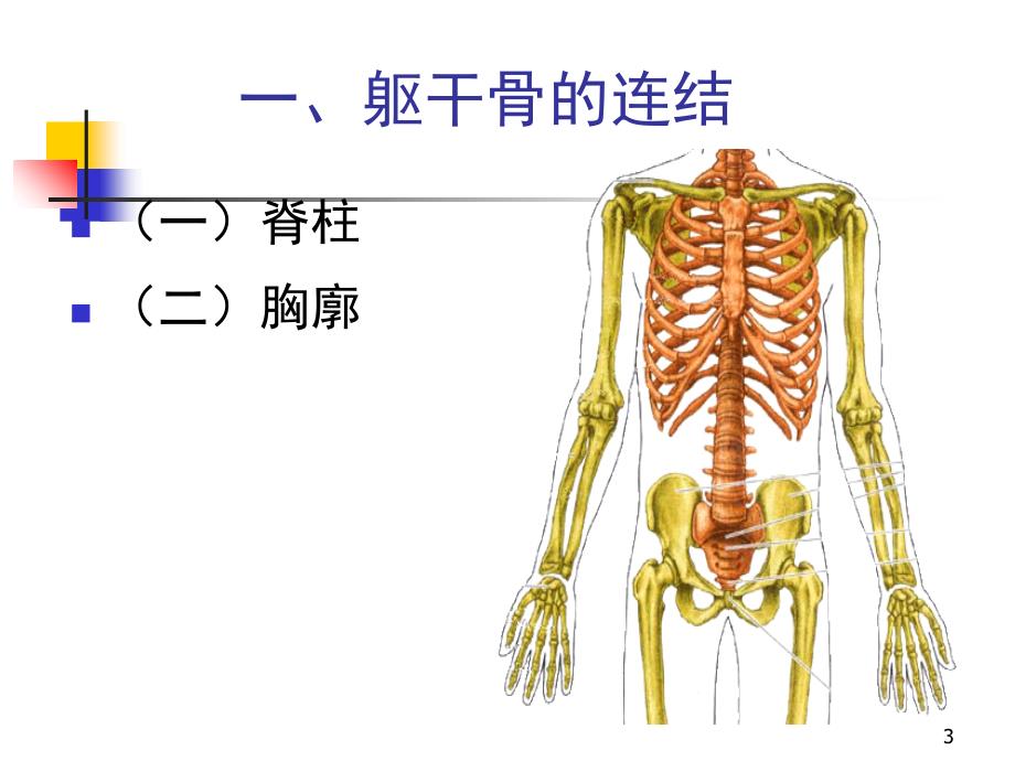 项目全身骨连结_第3页