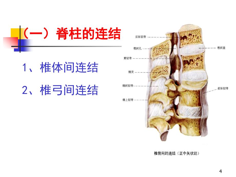 项目全身骨连结_第4页