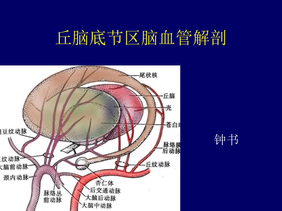 丘脑底节区脑血管解剖参考PPT_第1页