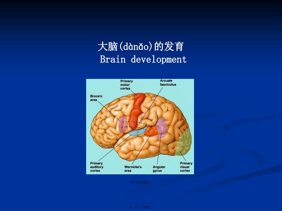 儿童神经心理发育学习教案_第2页