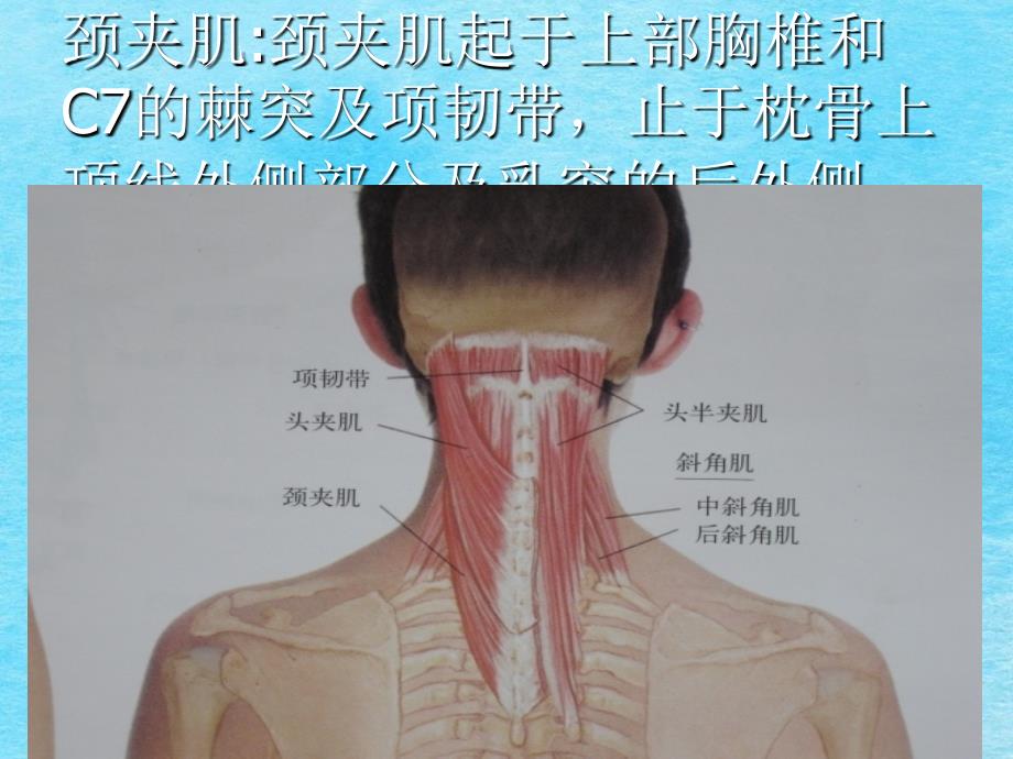 头颈部肌ppt课件_第2页