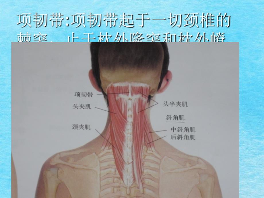 头颈部肌ppt课件_第3页