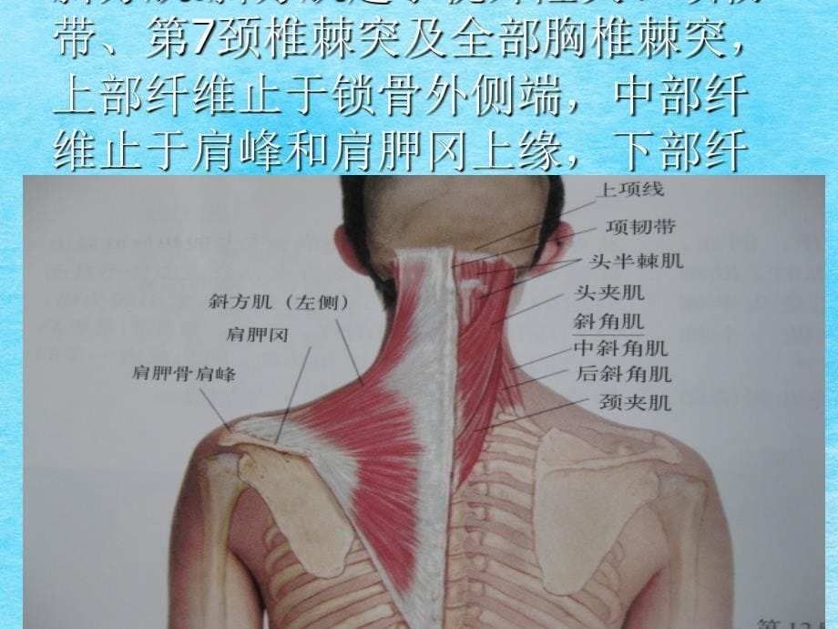 头颈部肌ppt课件_第5页