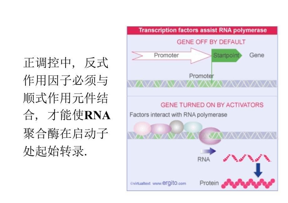 基础分子生物学10操纵子_第5页