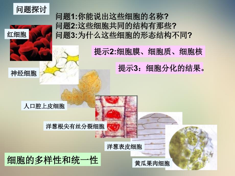 人教版高中生物必修一-细胞的多样性和统一性-ppt课件_第3页