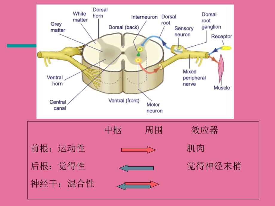 周围神经损伤的评定与康复ppt课件_第4页