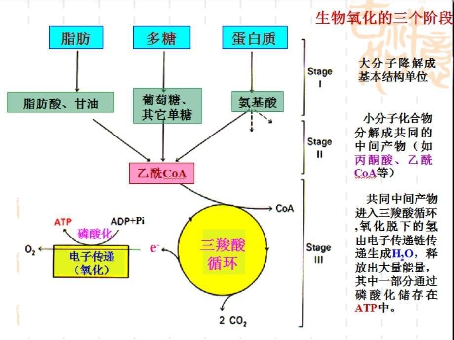 Q生物氧化课件_第5页