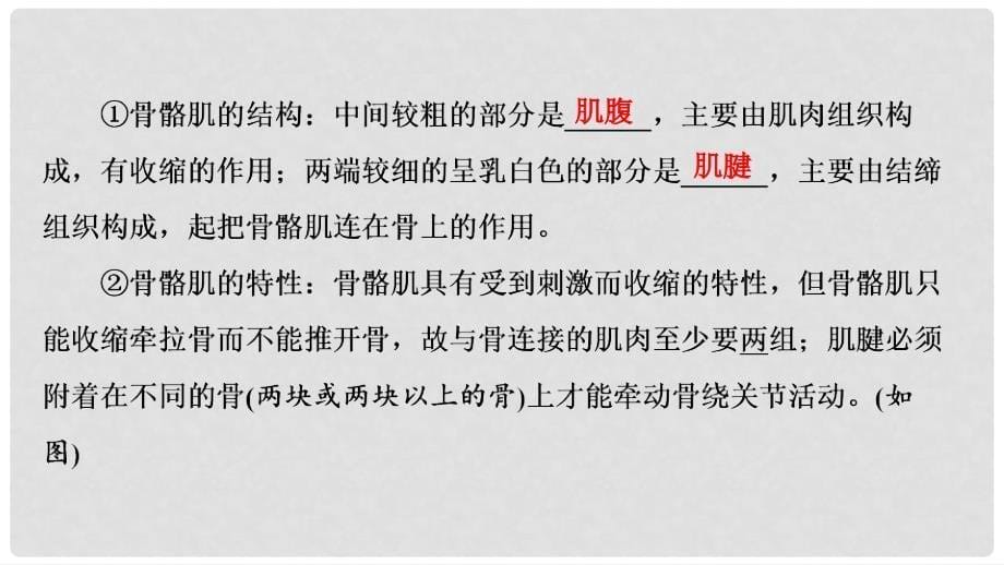 河南省中考生物总复习 第1部分 第5单元 第2章 第3章 动物的运动和行为、动物在生物圈中的作用课件_第5页