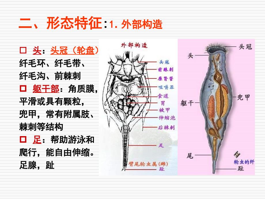 教学课件第三章轮虫动物门_第4页