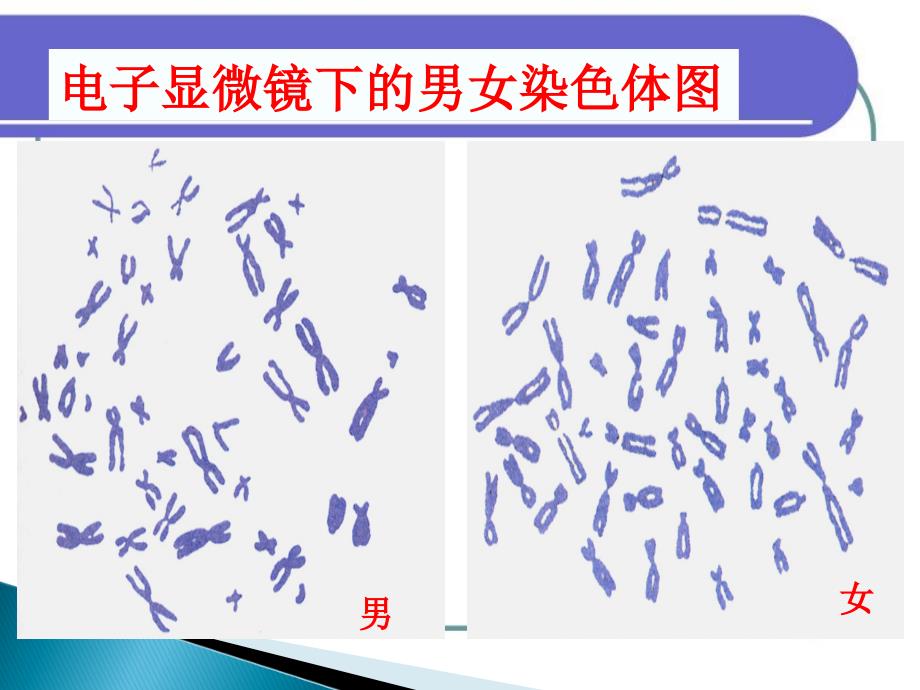 24人的性别遗传课件4（人教版八年级下）_第5页