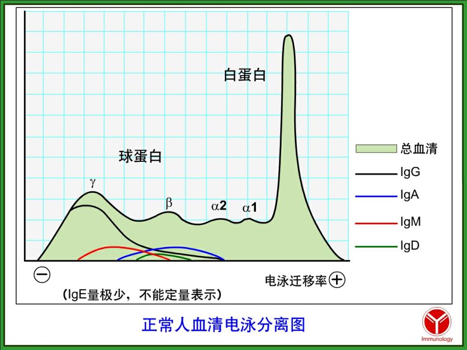 微免免疫球蛋白2h微生物与免疫学.ppt_第4页