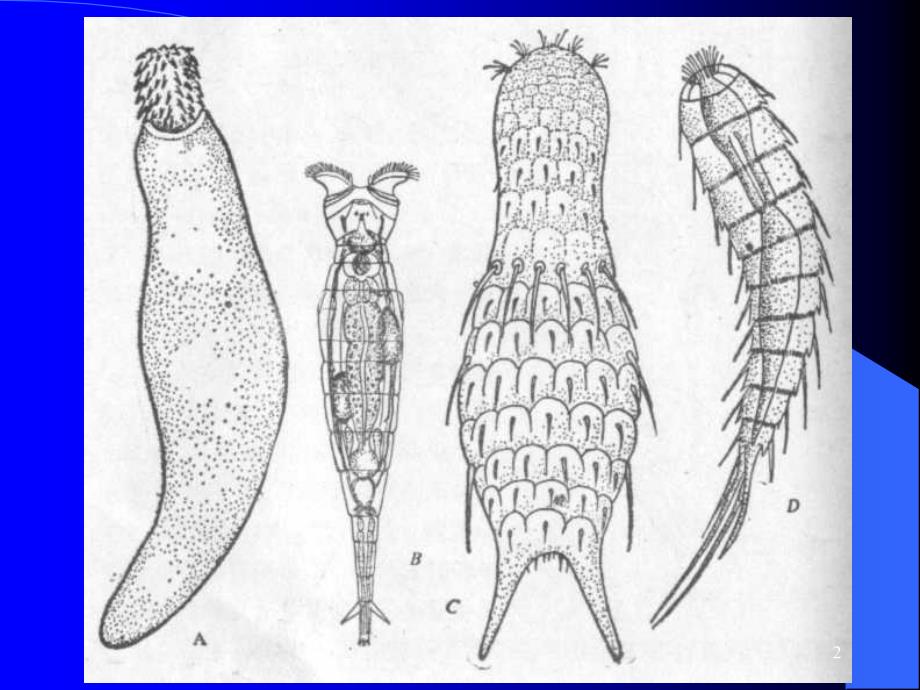 原腔动物门Protocoelomata1学时_第2页