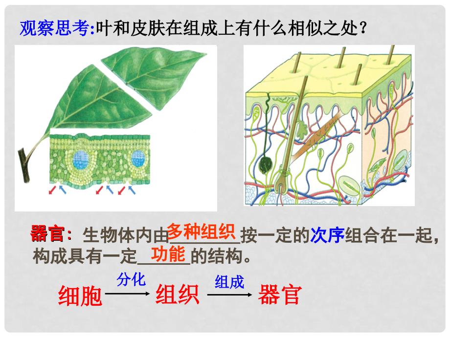 七年级科学上册 2.3 生物体的结构层次（第3课时）课件 浙教版_第4页