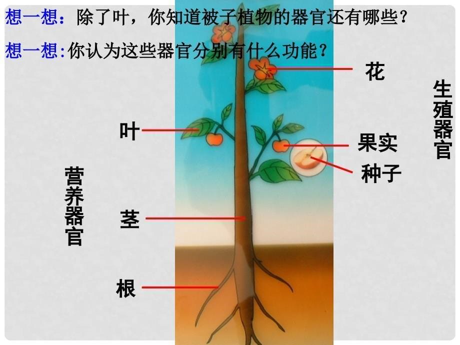 七年级科学上册 2.3 生物体的结构层次（第3课时）课件 浙教版_第5页