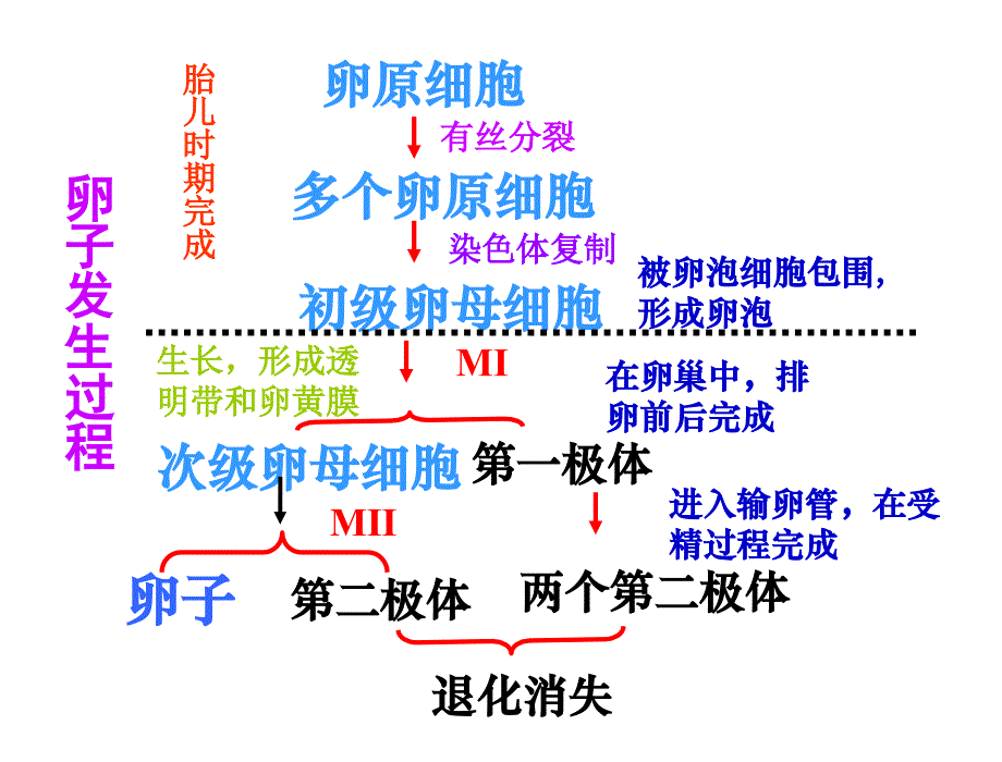 高中生物选修三专题三胚胎工程复习.ppt_第3页