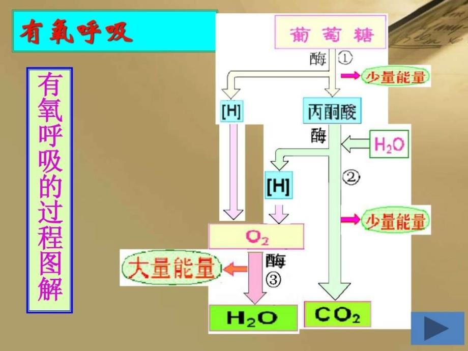 有氧呼吸ppt.ppt_第4页