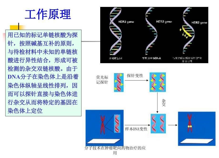 分子技术在肿瘤靶向药物治疗的应用课件_第5页